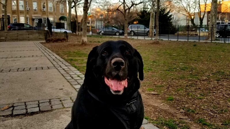 Captain John McKenna, IV Park - Brooklyn, NY