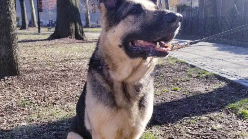 Captain John McKenna, IV Park - Brooklyn, NY