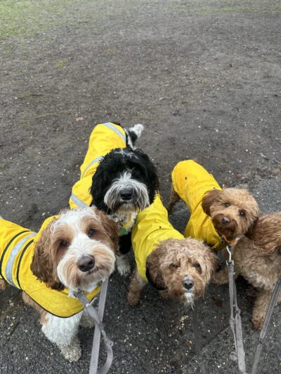 Dog Bless Co. - Brooklyn, NY