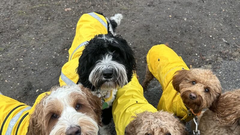 Dog Bless Co. - Brooklyn, NY