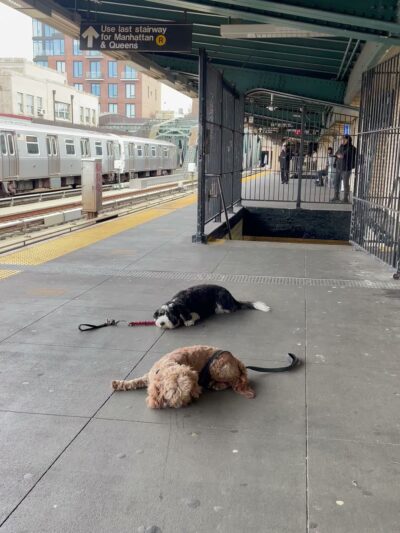 Dog Bless Co. - Brooklyn, NY