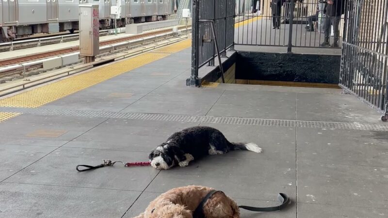 Dog Bless Co. - Brooklyn, NY