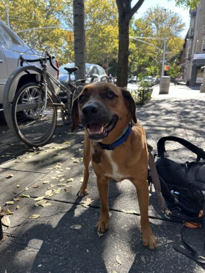 Dog Bless Co. - Brooklyn, NY