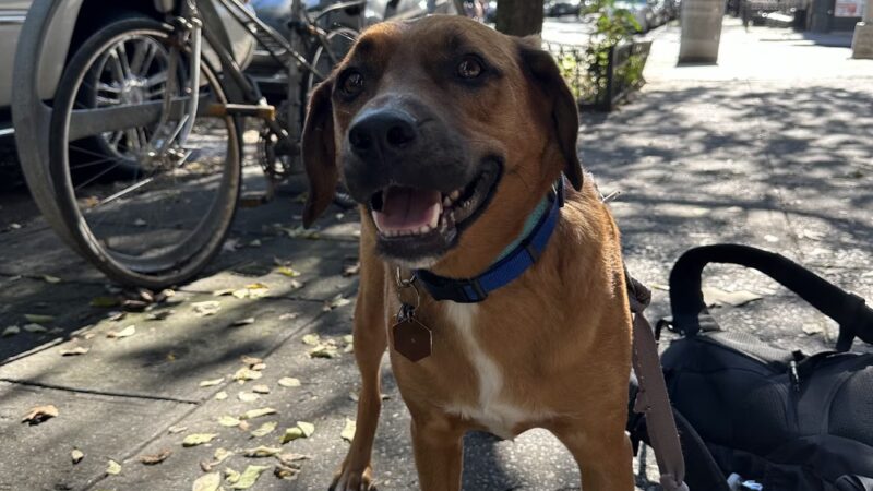 Dog Bless Co. - Brooklyn, NY