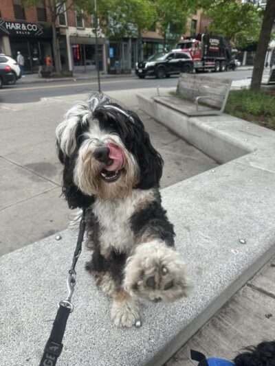 Dog Bless Co. - Brooklyn, NY