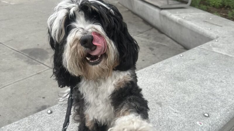 Dog Bless Co. - Brooklyn, NY