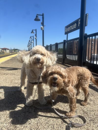 Dog Bless Co. - Brooklyn, NY