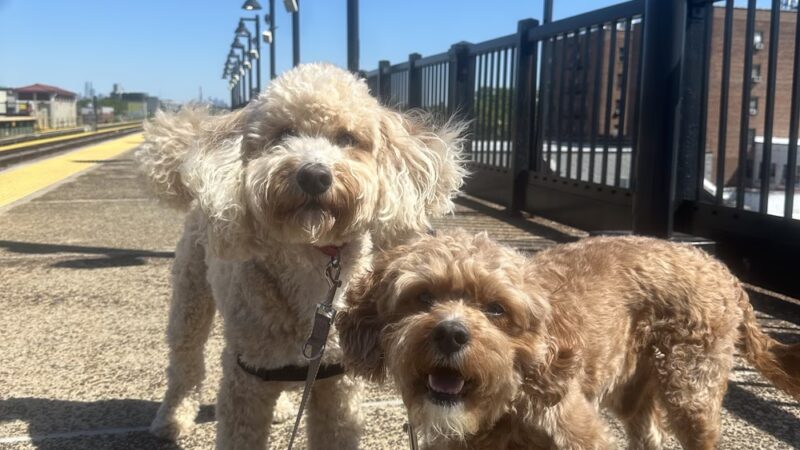 Dog Bless Co. - Brooklyn, NY