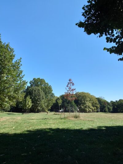 Drummer's Grove - Brooklyn, NY