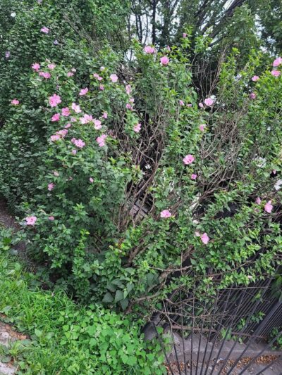 George Walker Jr. Park - Brooklyn, NY