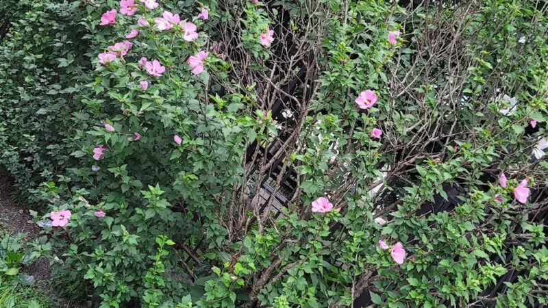 George Walker Jr. Park - Brooklyn, NY