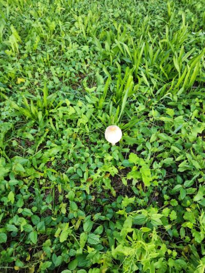 Harmony Park - Brooklyn, NY