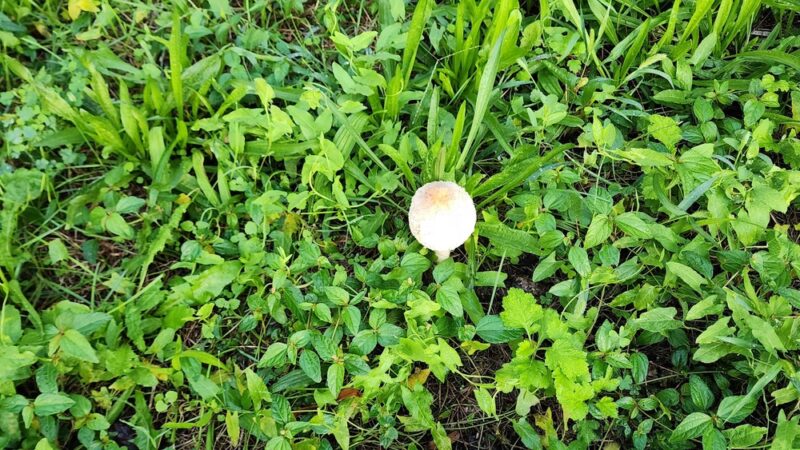 Harmony Park - Brooklyn, NY