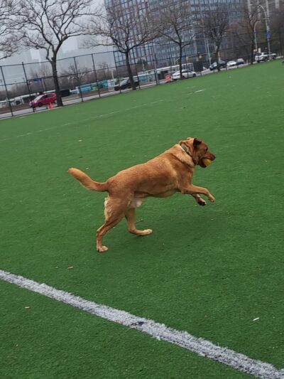 Van Voorhees Playground - Brooklyn, NY