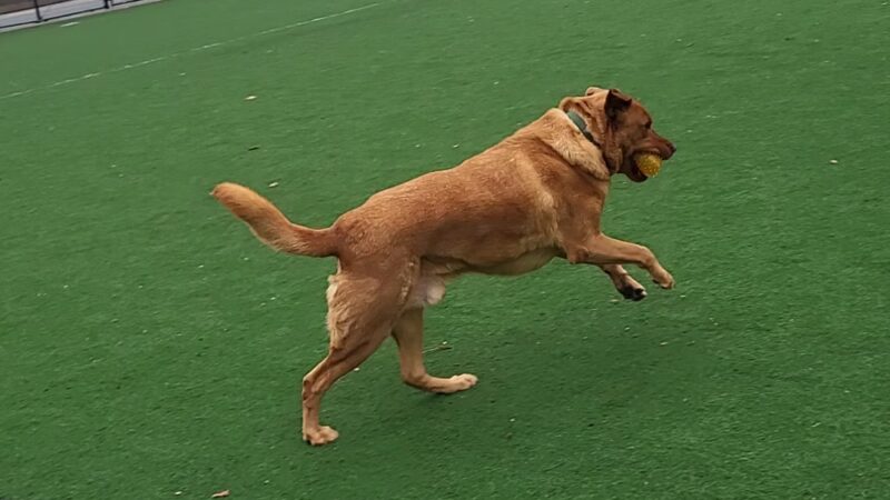 Van Voorhees Playground - Brooklyn, NY