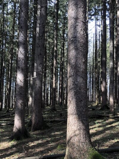 Shindagin MTB - Brooktondale, NY