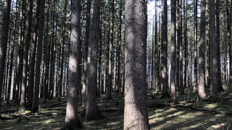 Shindagin MTB - Brooktondale, NY