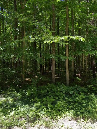 Shindagin MTB - Brooktondale, NY