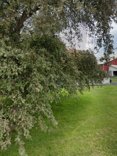 The Pet Playhouse and Kennels - Brooktondale, NY