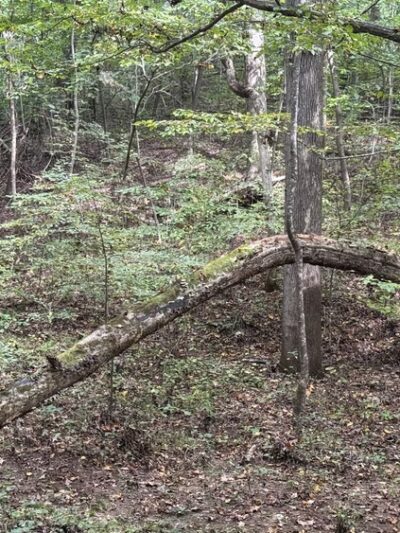 Bryan Park - Browns Summit, NC