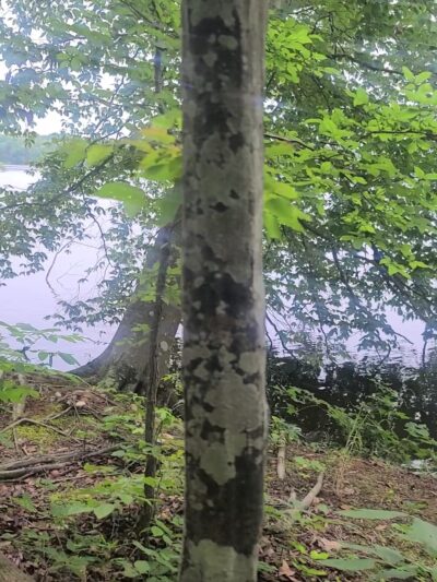 Osprey Trail Parking and Trail - Browns Summit, NC