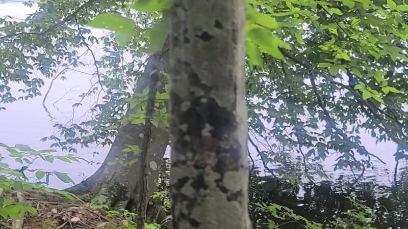 Osprey Trail Parking and Trail - Browns Summit, NC