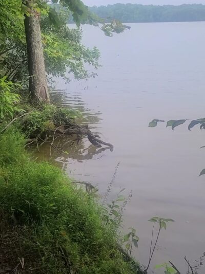 Townsend Trailhead Parking and Trail - Browns Summit, NC