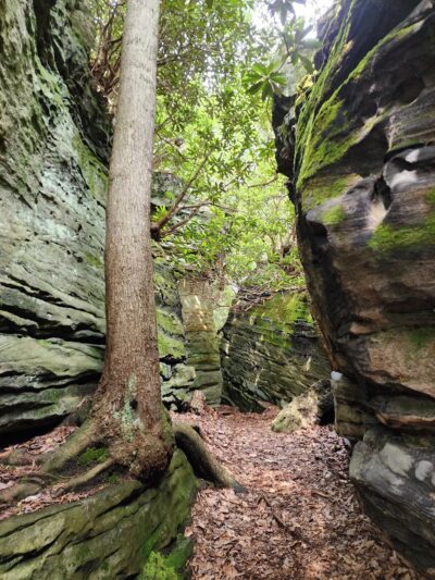 Coopers Rock State Forest - Bruceton Mills, WV