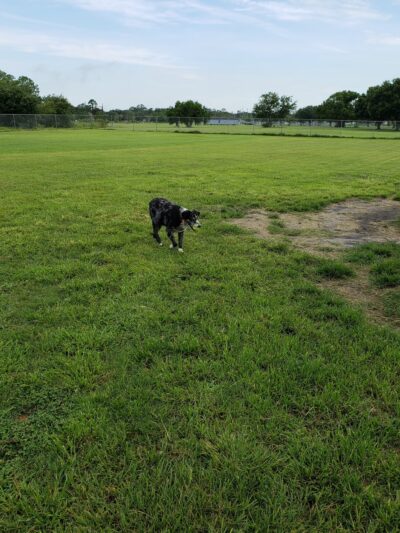 Dog Park - Brunswick, GA