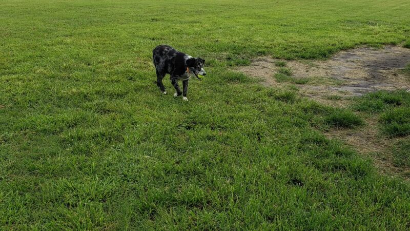 Dog Park - Brunswick, GA