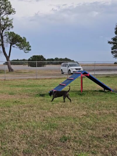 Dog Park - Brunswick, GA
