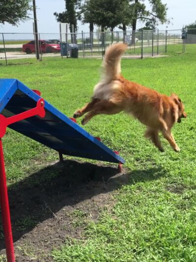 Dog Park - Brunswick, GA