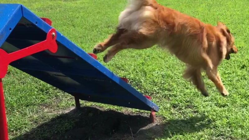 Dog Park - Brunswick, GA