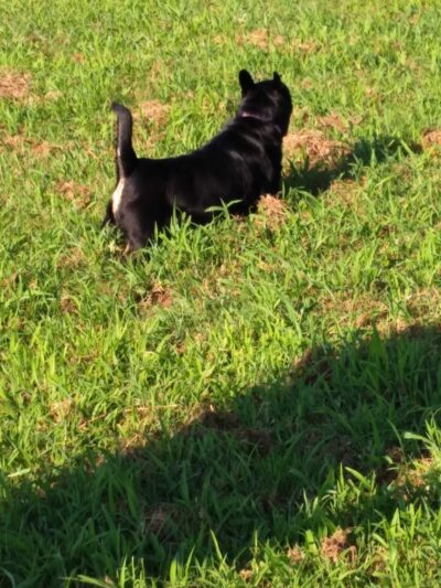 Dog Park - Brunswick, GA