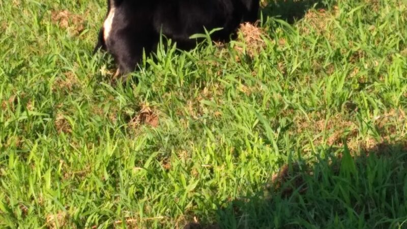 Dog Park - Brunswick, GA