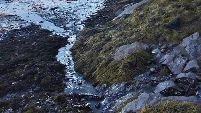 Woodward Point Preserve - Brunswick, ME