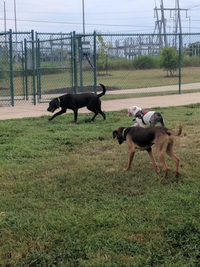 Hudson Park - Dog Park and Agility Course - Bryan, TX