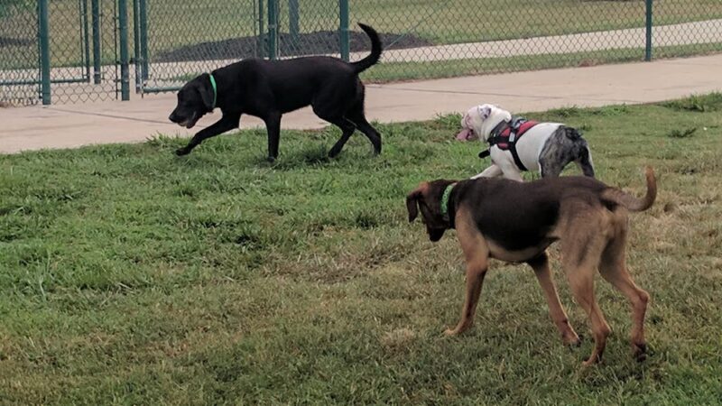 Hudson Park - Dog Park and Agility Course - Bryan, TX