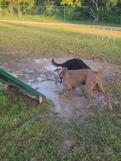 Hudson Park - Dog Park and Agility Course - Bryan, TX