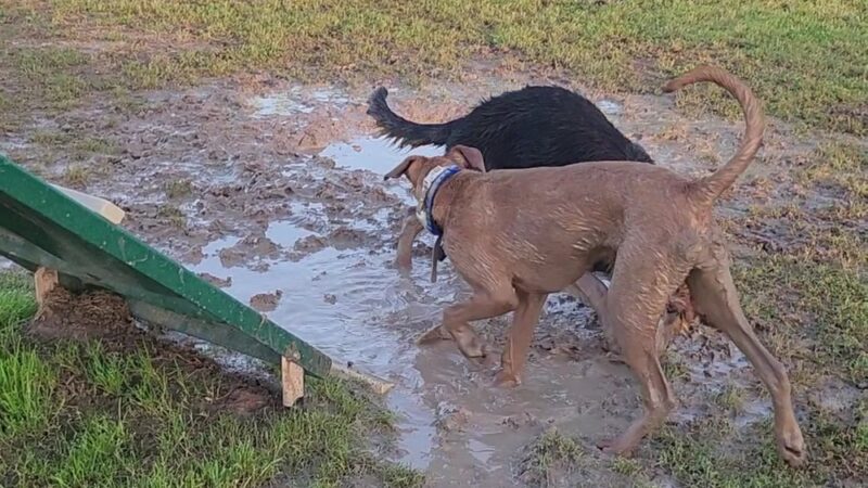 Hudson Park - Dog Park and Agility Course - Bryan, TX