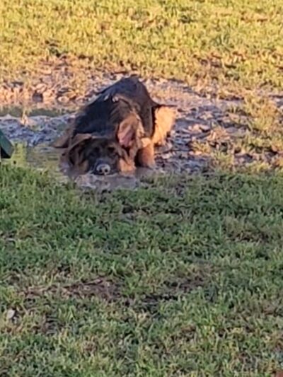 Hudson Park - Dog Park and Agility Course - Bryan, TX