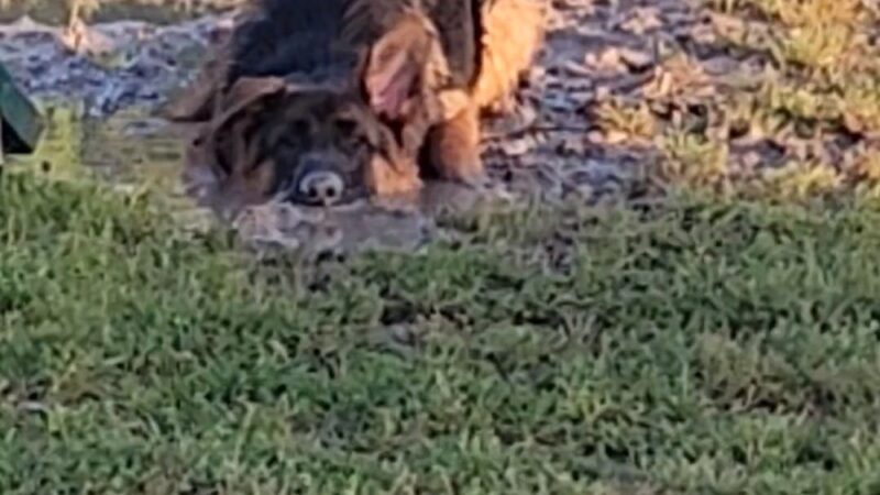 Hudson Park - Dog Park and Agility Course - Bryan, TX