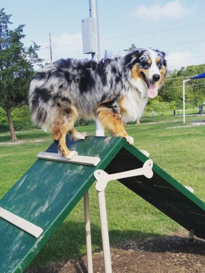 Hudson Park - Dog Park and Agility Course - Bryan, TX
