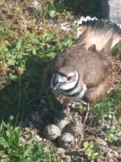 Lake Meahagh Park - Buchanan, NY