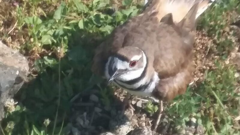 Lake Meahagh Park - Buchanan, NY