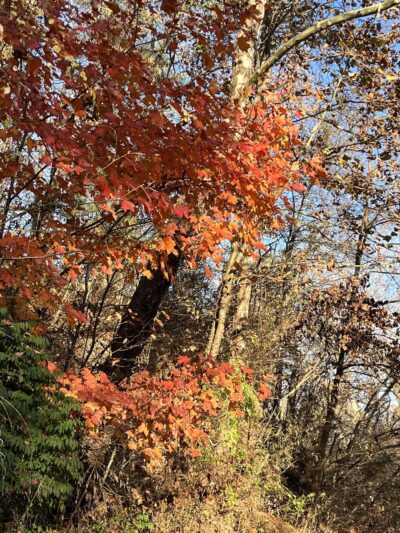 Buchanan Town Park - Buchanan, VA