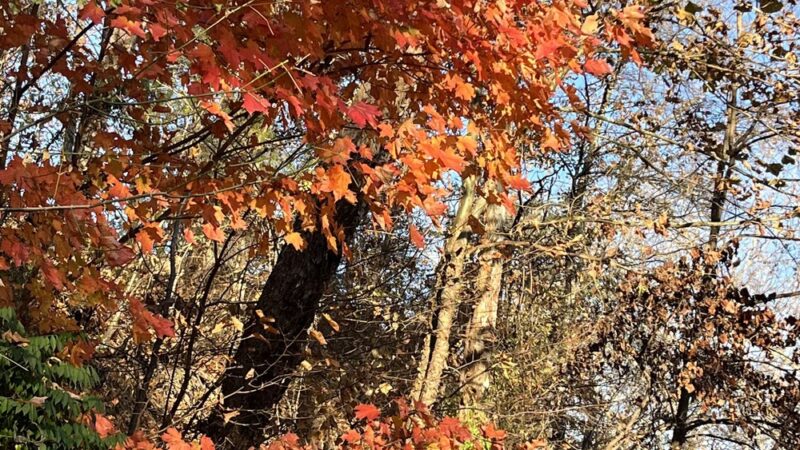 Buchanan Town Park - Buchanan, VA