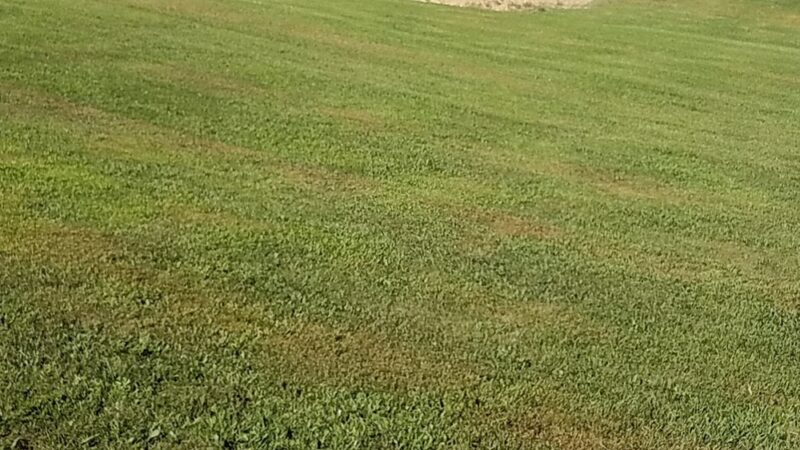 Dallas County Community Park - Buffalo, MO