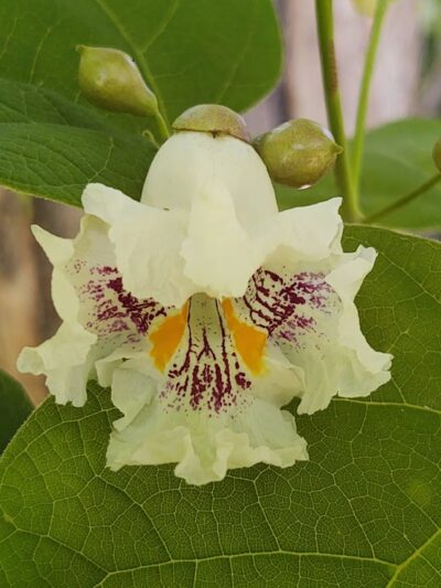 Buffalo Public park - Buffalo, OK