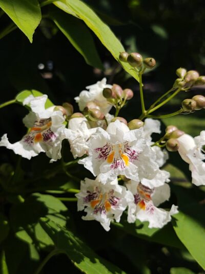 Buffalo Public park - Buffalo, OK